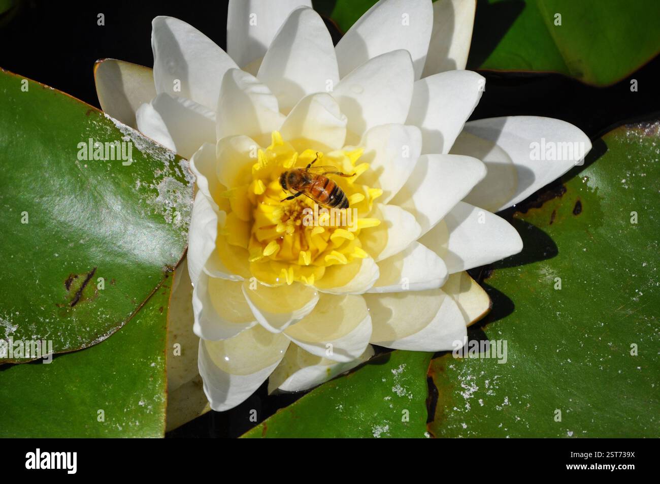 Api che impollinano un fiore di loto Foto Stock