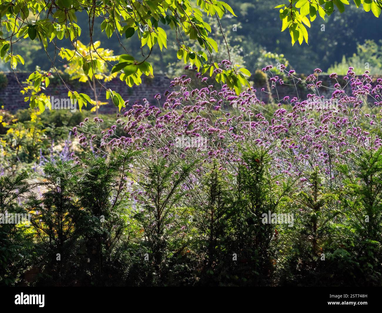 Verbena bonariensis viola retroilluminata incorniciata da una siepe di tasso e dal baldacchino di un faggio in un giardino britannico illuminato dal sole Foto Stock