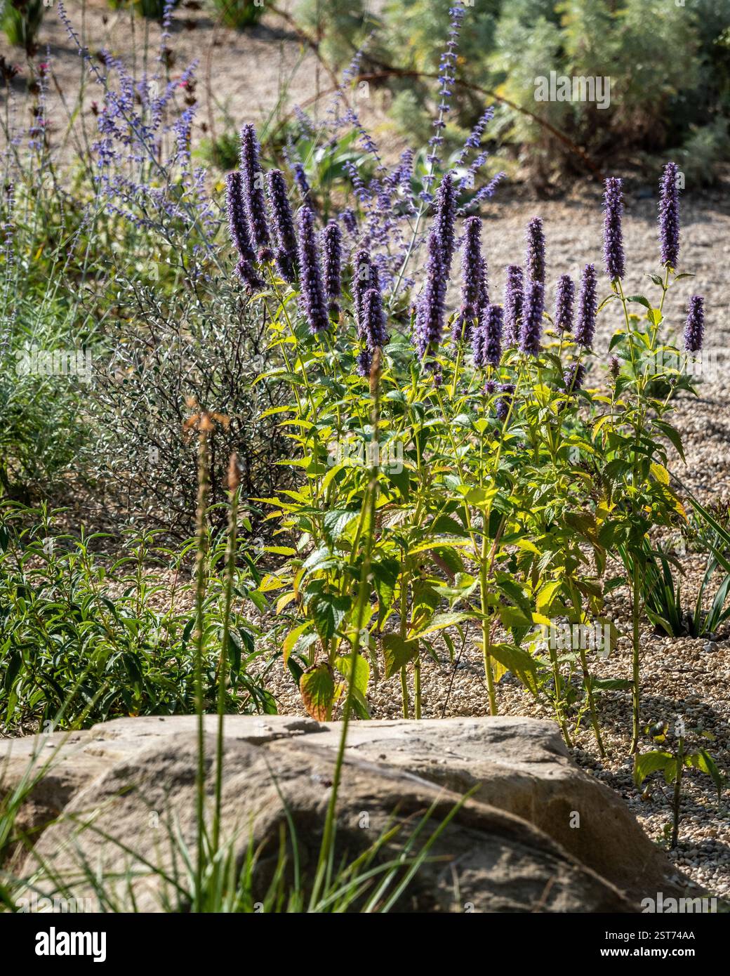 Giardino in stile mediterraneo piantato con Agastache 'Blackadder' e Perovskia Blue Spire visto in una giornata di sole nel Regno Unito. Foto Stock