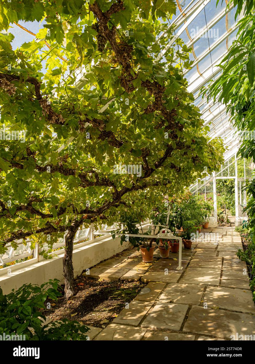 La vite cresce su una serra magra a Beningbrough Hall, York Foto Stock