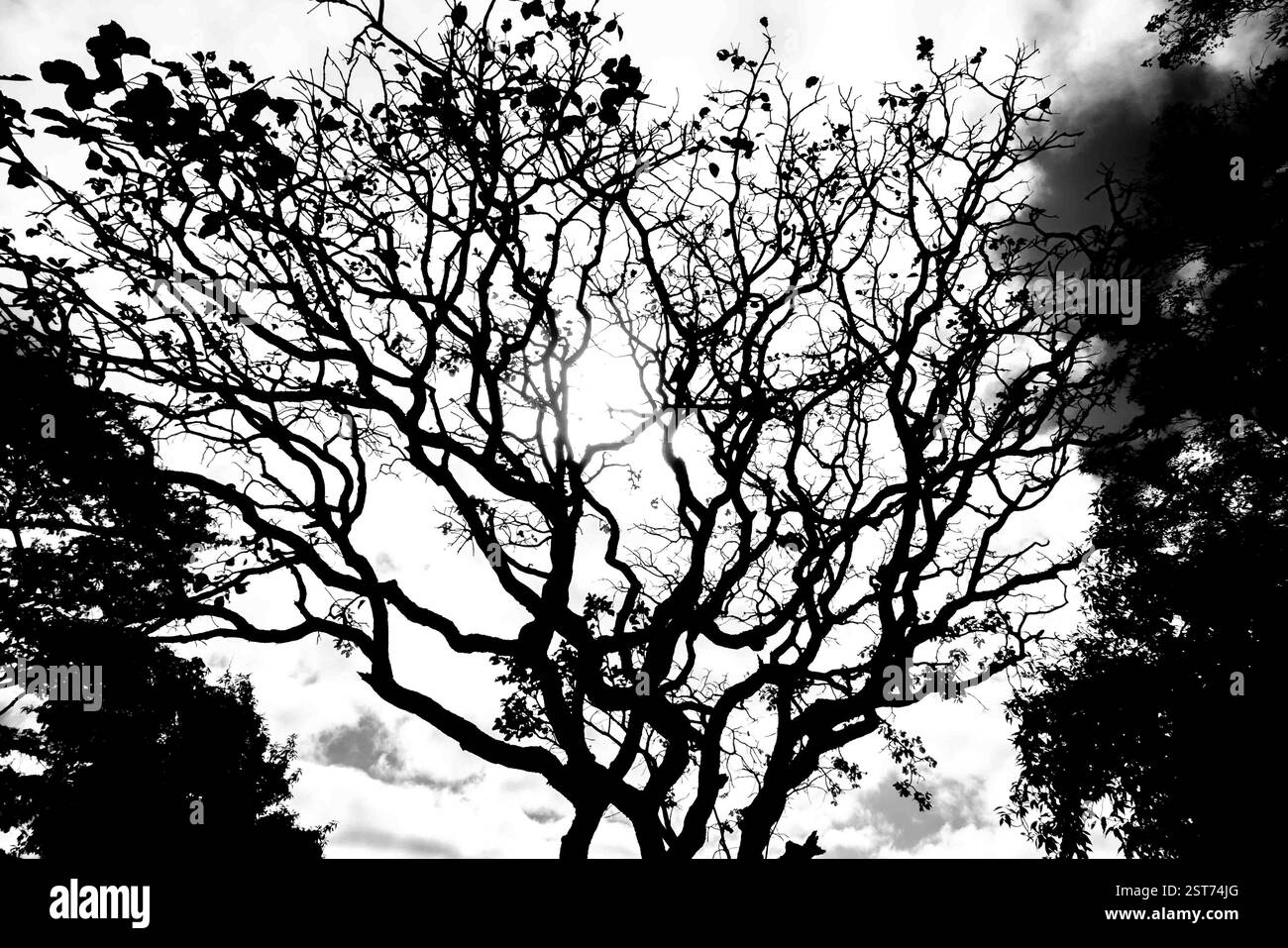 Profilo ad albero bianco e nero in un'ambientazione spettacolare Foto Stock