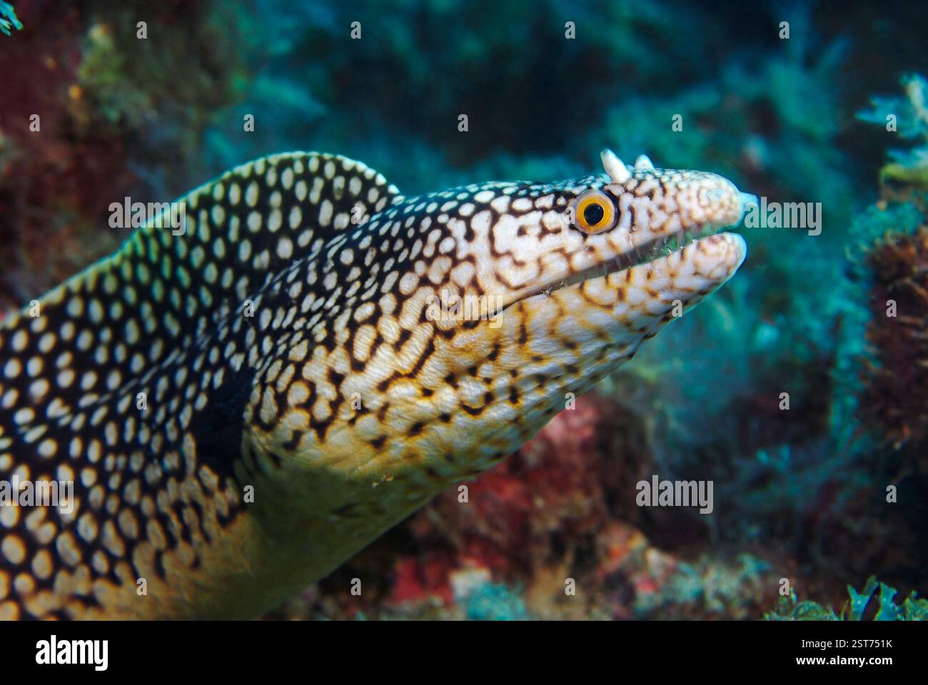 Muraena melanotis - murena a nido d'ape Foto Stock