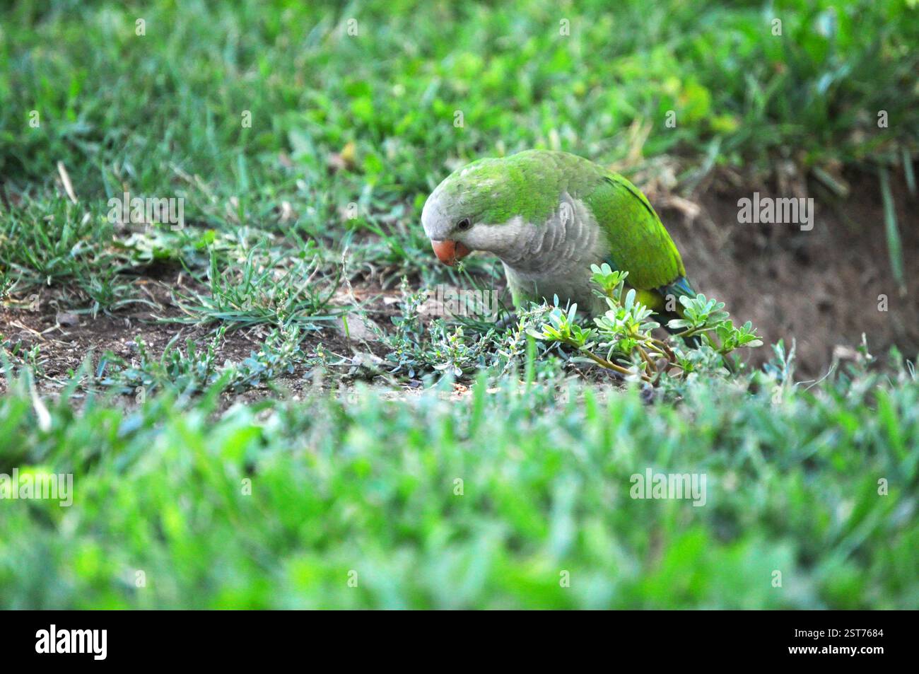 Piccolo pappagallo in cerca di cibo nell'erba Foto Stock