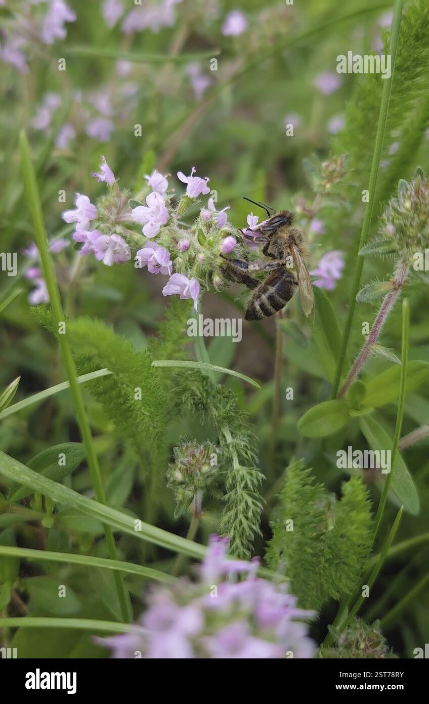 L'ape ravvicinata raccoglie il nettare dall'erba del timo selvatico del Breckland in fiore. Le api da miele raccolgono polline dai fiori rosa della pianta Thymus Serpyllum. po. Estate Foto Stock