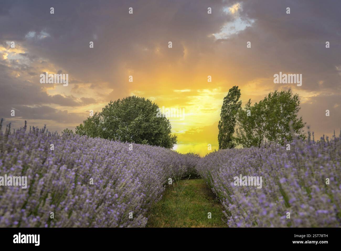 Splendida serata estiva in un campo di lavanda. Grandi cespugli di lavanda blu che fioriscono in un'area di coltivazione. Foto del paesaggio al tramonto sul lago Balaton, Hun Foto Stock