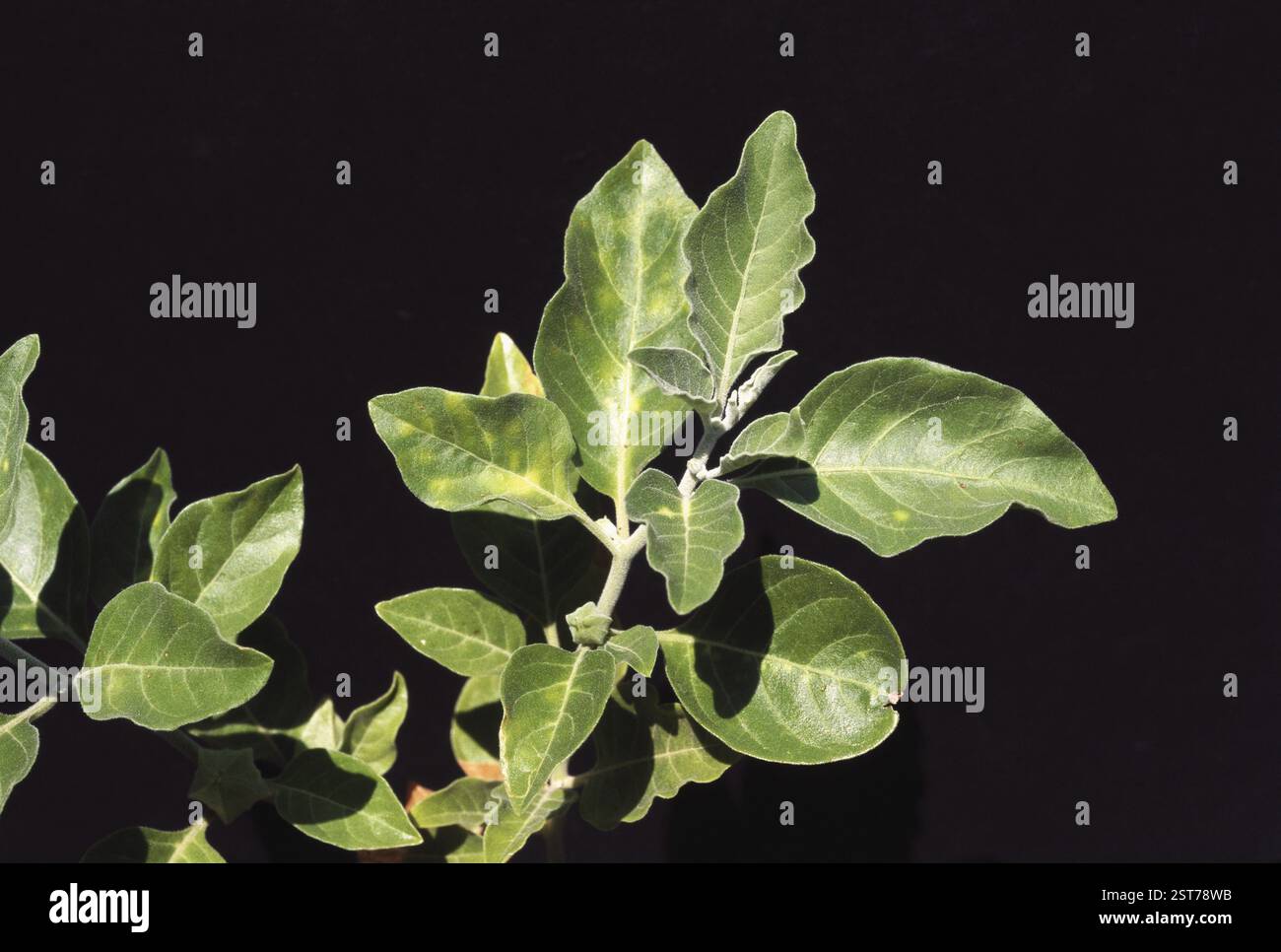 Ashwagandha, Winter Cherry (Physalis alkekengi), india Foto Stock