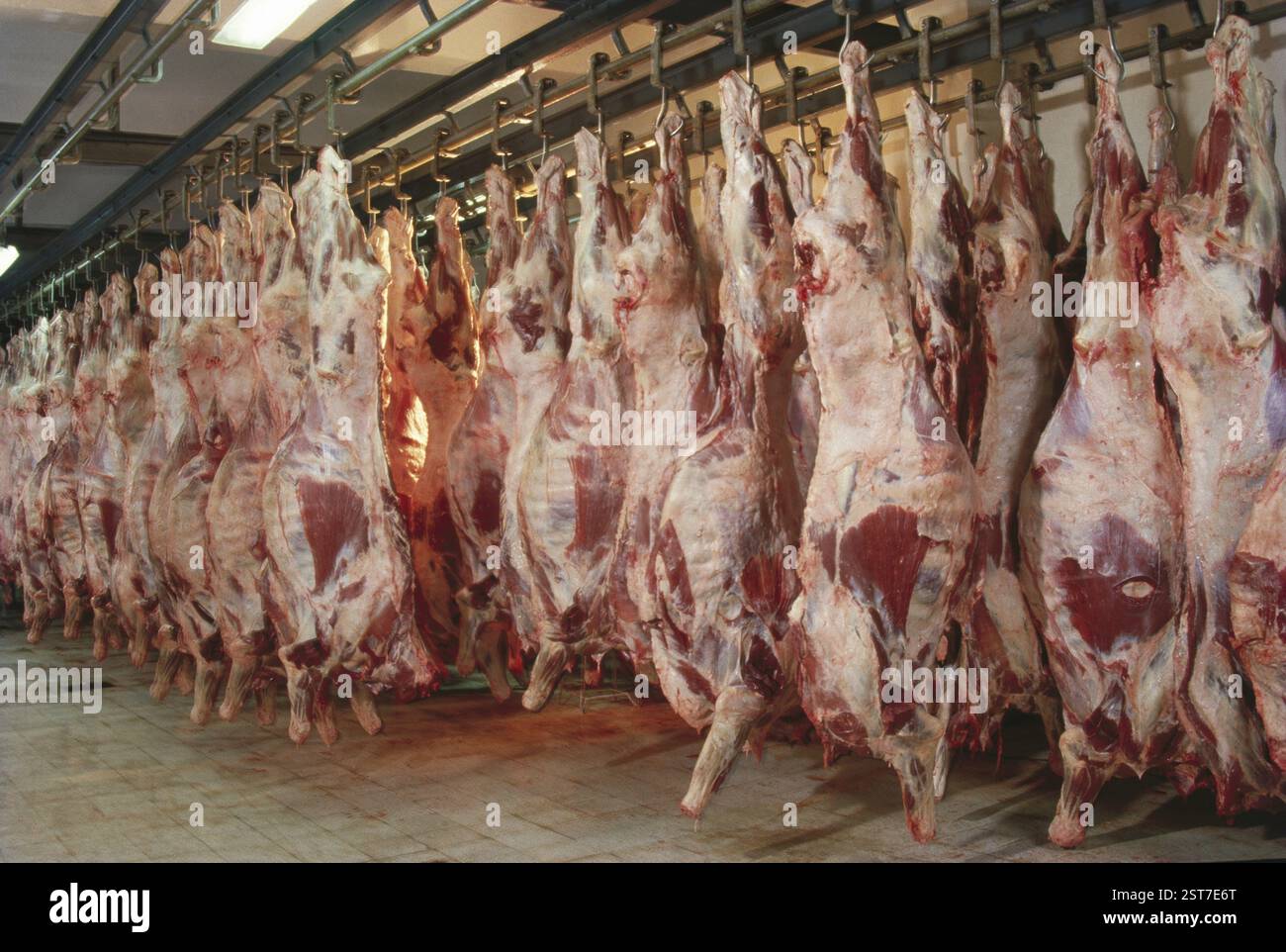 Mattatoio, india Foto Stock