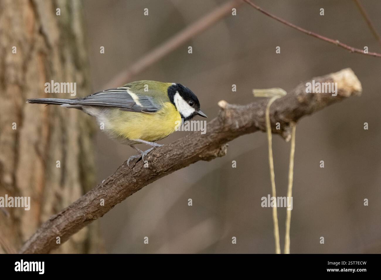 , Deutschland, Rheinland-Pfalz, Speyer, 17.02.2025, Eine Kohlmeise sitzt auf einem dünnen Zweig und blickt aufmerksam in Die Umgebung. Winterliche, Na Foto Stock