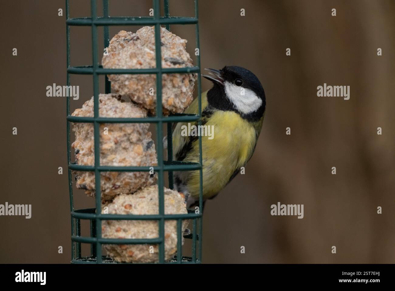 , Deutschland, Rheinland-Pfalz, Speyer, 17.02.2025, Eine Kohlmeise picca un Futterspender einem mit Meisenknödeln. Winterfütterung hilft Wildvögeln Foto Stock