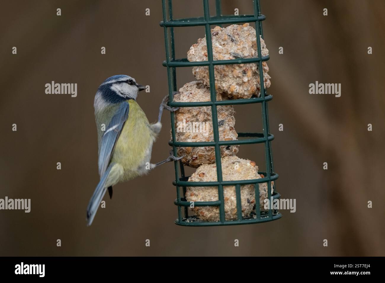 , Deutschland, Rheinland-Pfalz, Speyer, 17.02.2025, Eine Blaumeise picca un futterspender einem mit Meisenknödeln. Winterfütterung hilft Wildvögeln Foto Stock