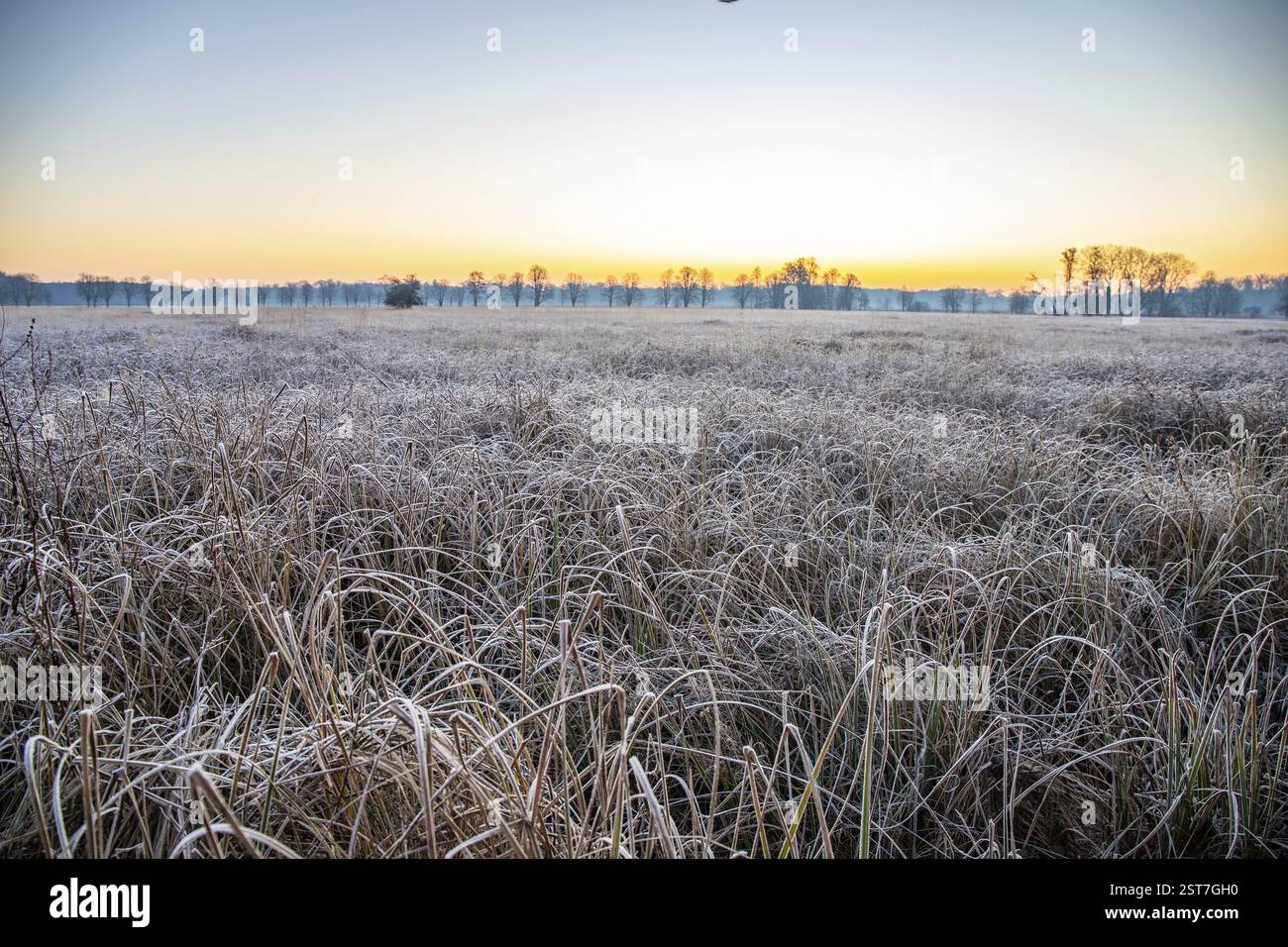 Paesaggio invernale con gelo all'alba. Riserva naturale con prato selvatico coperto da un paesaggio ghiacciato. Inverno nella natura e luce solare calda, paesaggio aperto Foto Stock