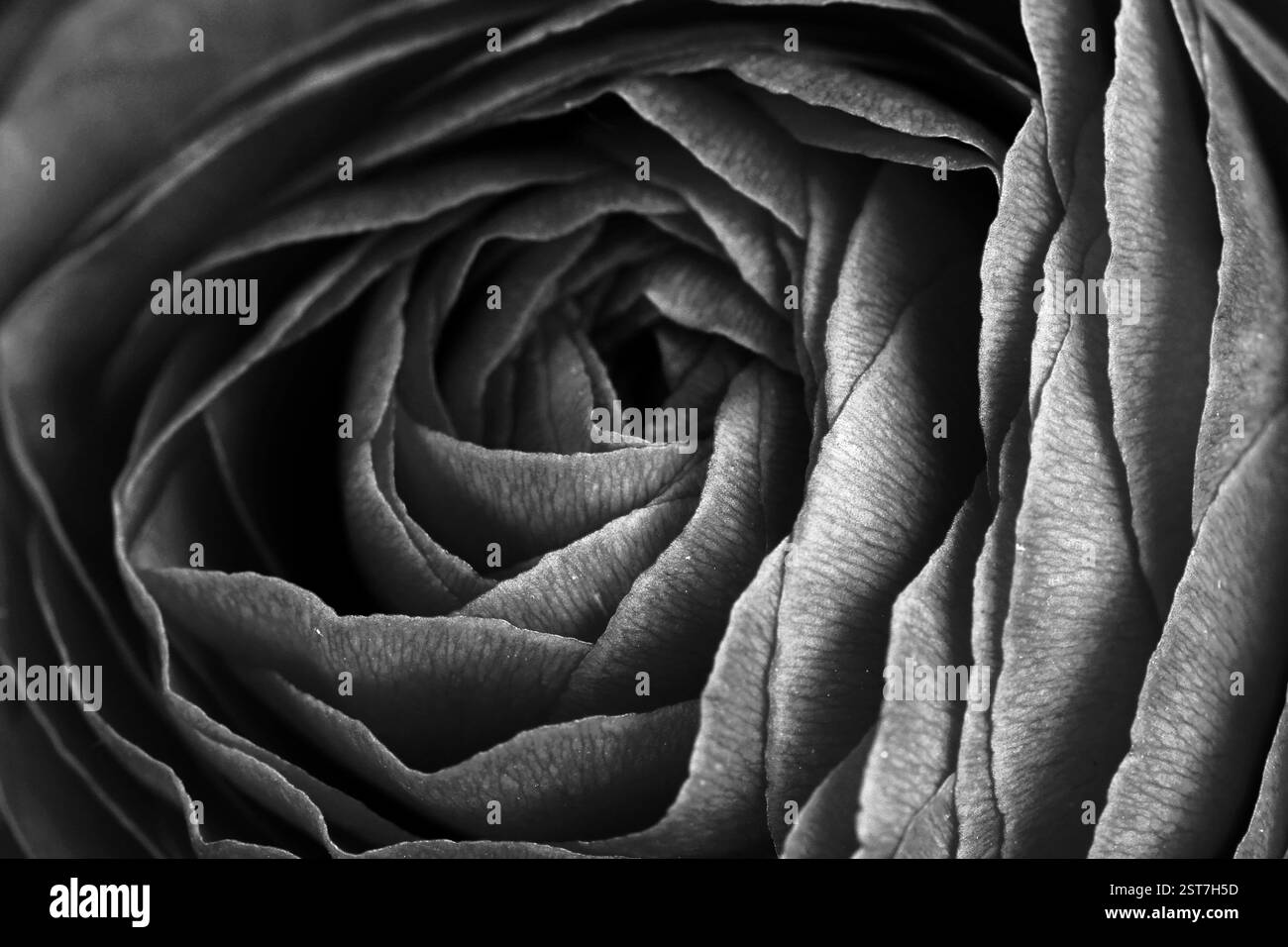 Primo piano dei petali di una rosa in bianco e nero Foto Stock