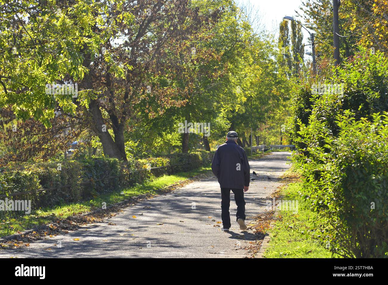 Uomo anziano che cammina da solo sul sentiero nella vegetazione autunnale Foto Stock