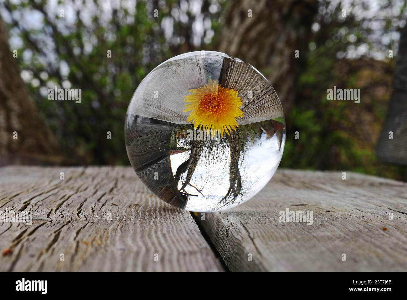 Un dente di leone e un albero possono essere visti capovolti in una palla di vetro su una panchina di legno Foto Stock