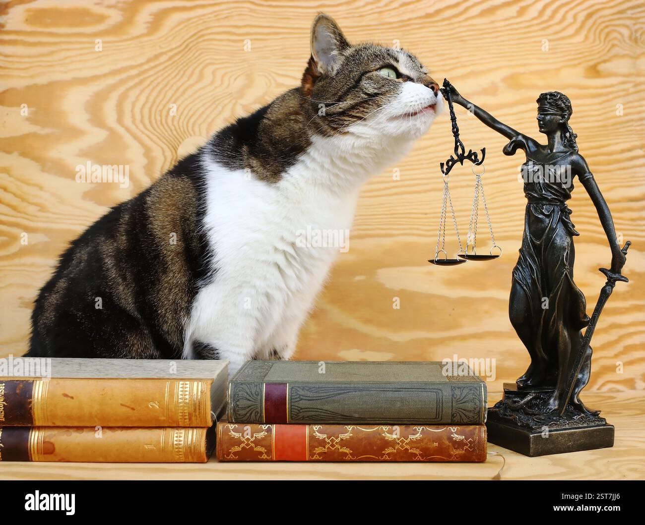 Un gatto con una figura di Justitia e libri. Giurisprudenza per gli animali Foto Stock