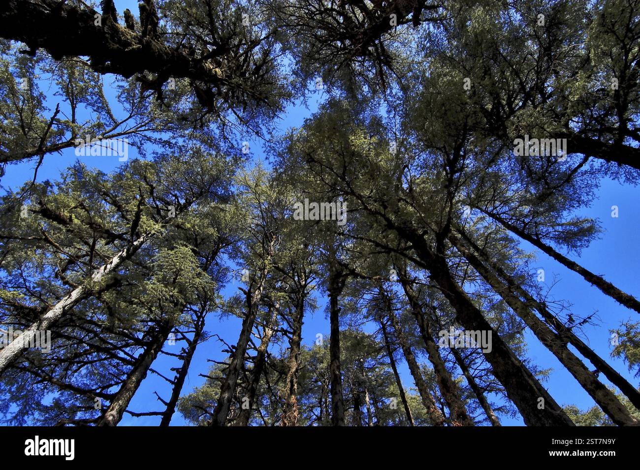Alberi di Deodar Dhanolti (Uttranchal) India Foto Stock