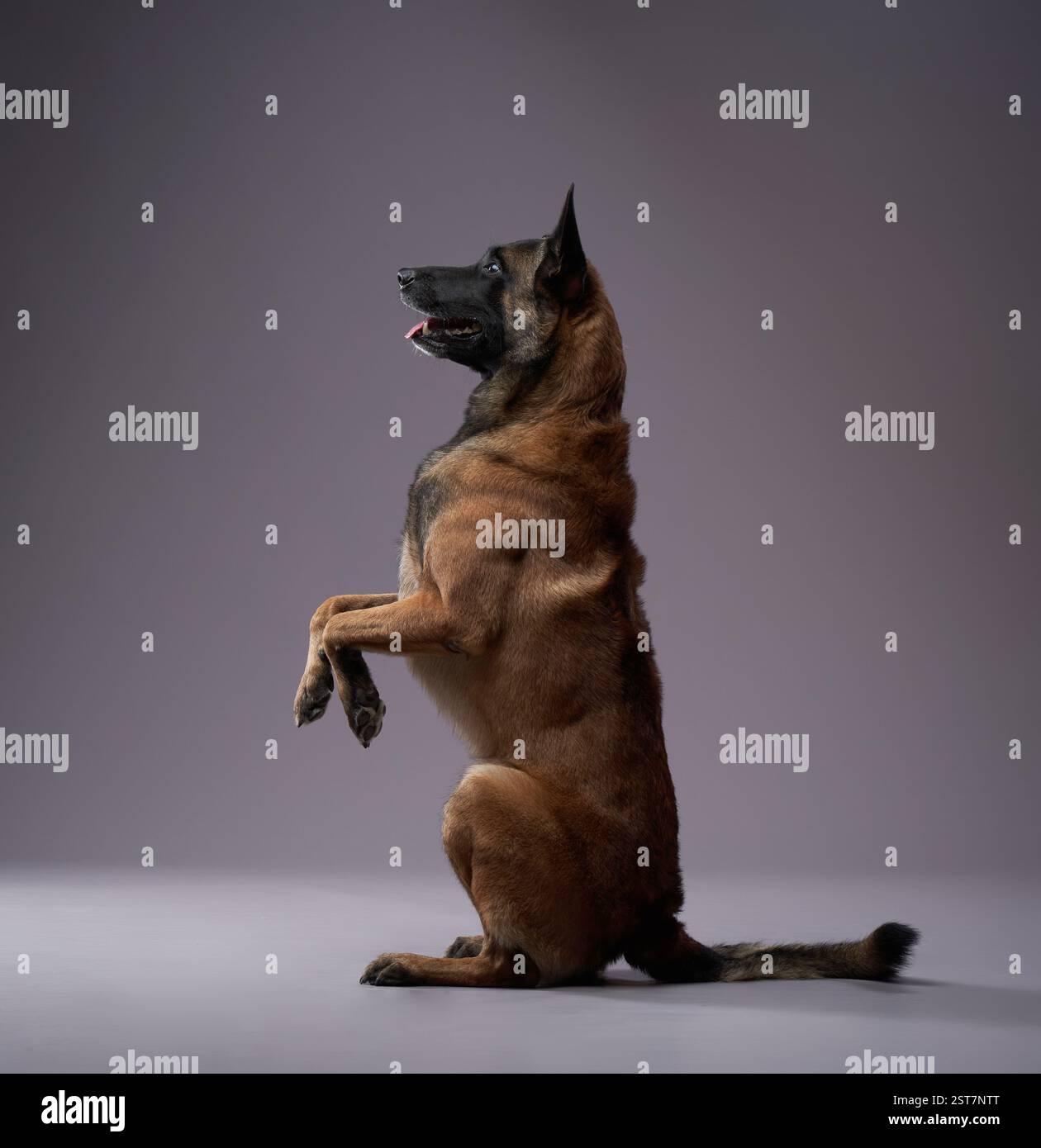 Un Malinois belga si bilancia sulle sue gambe posteriori, apparendo desideroso e impegnato. Lo sfondo neutro dello studio mantiene l'attenzione sulla forma atletica del cane. Foto Stock