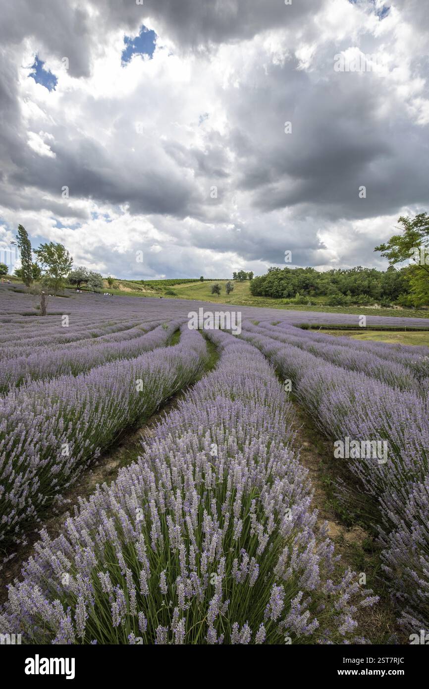 Splendida serata estiva in un campo di lavanda. Grandi cespugli di lavanda blu che fioriscono in un'area di coltivazione. Paesaggio girato sotto un cielo nuvoloso al lago Bal Foto Stock