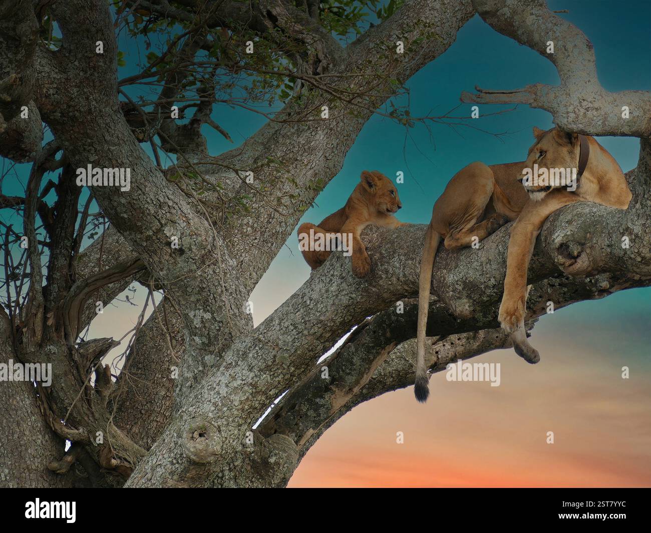 Lioness con un collare di inseguimento e il suo cucciolo stanno facendo un pisolino pomeridiano in alto tra i rami di un albero. , Serengeti Tanzania Foto Stock