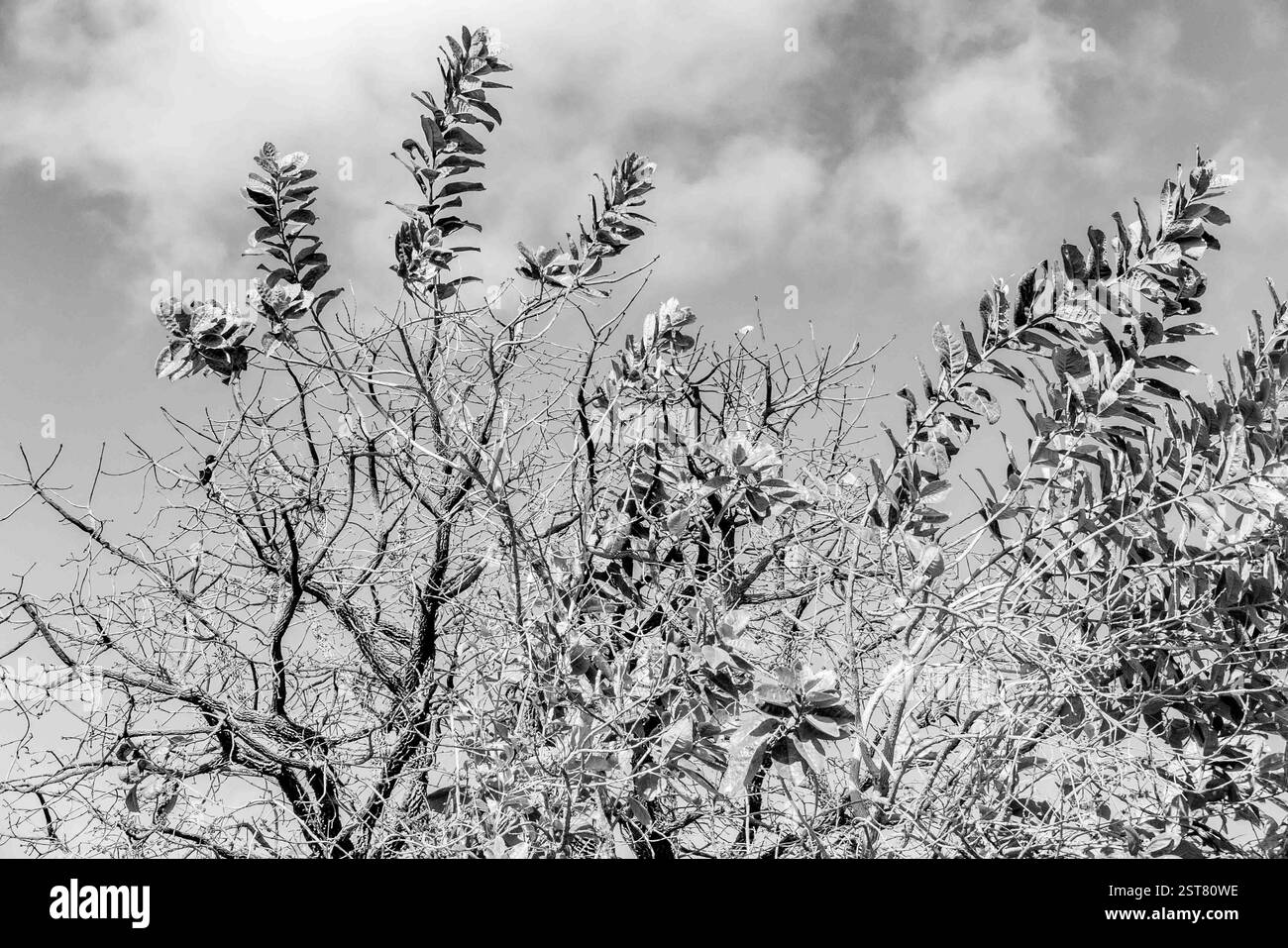 Profilo ad albero bianco e nero in un'ambientazione spettacolare Foto Stock