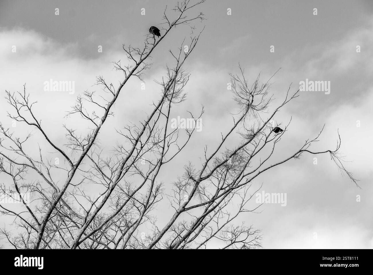 Profilo ad albero bianco e nero in un'ambientazione spettacolare Foto Stock