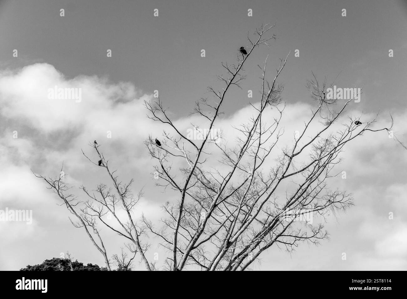 Profilo ad albero bianco e nero in un'ambientazione spettacolare Foto Stock