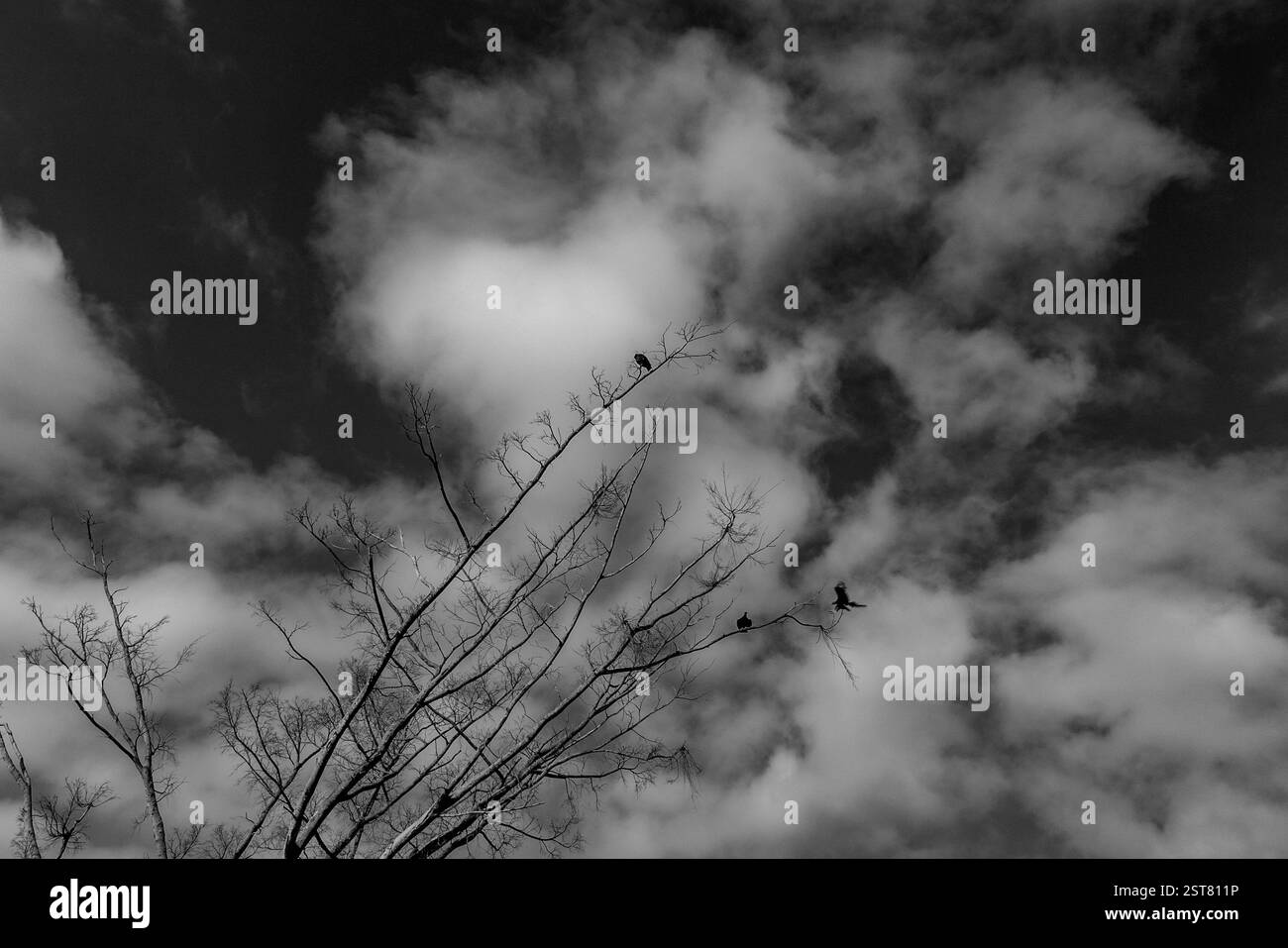 Profilo ad albero bianco e nero in un'ambientazione spettacolare Foto Stock