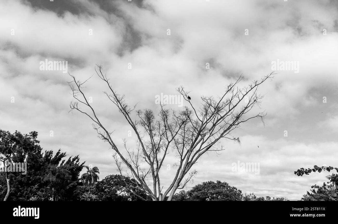 Profilo ad albero bianco e nero in un'ambientazione spettacolare Foto Stock