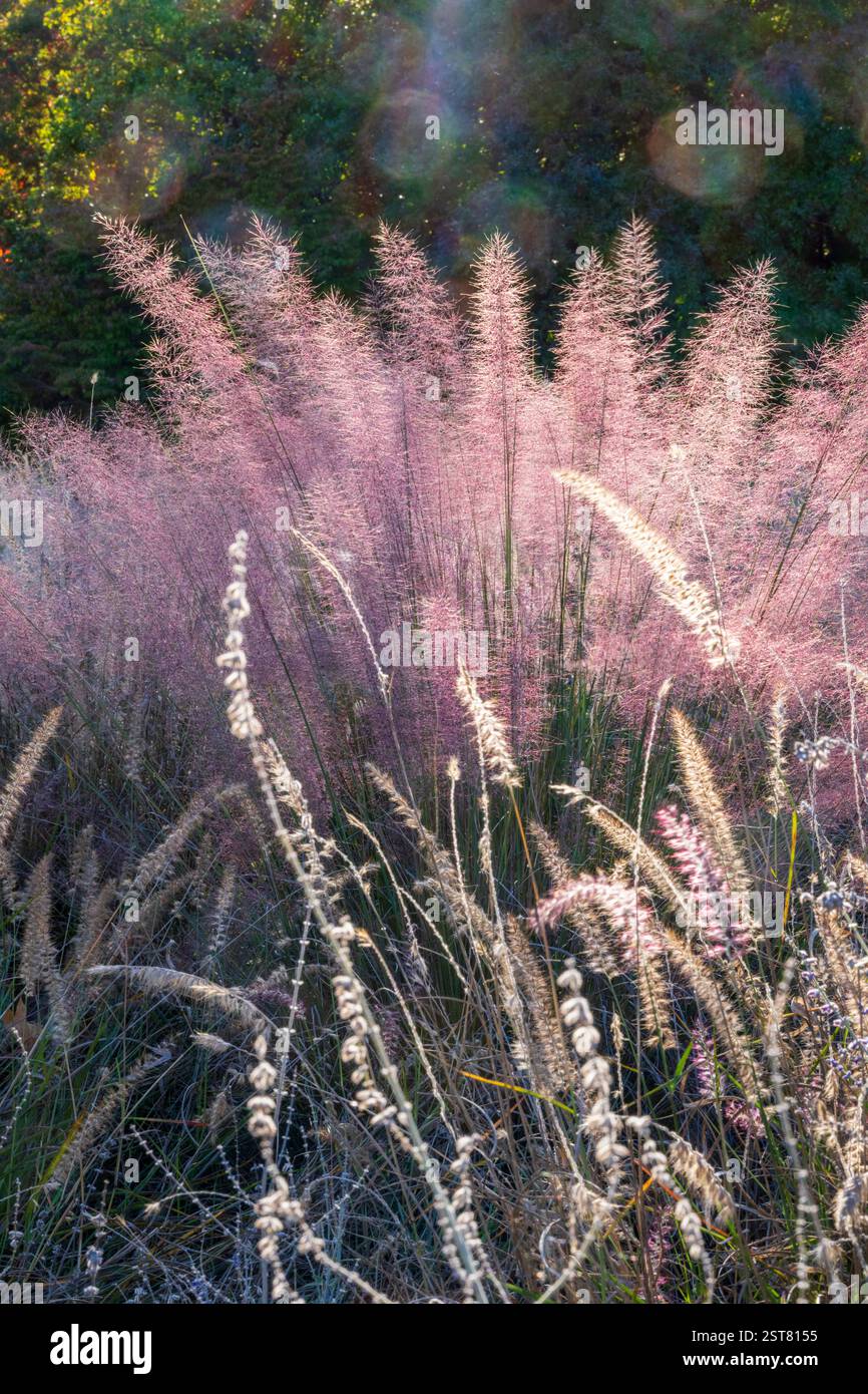 Muhlenbergia sericea, sinonimo di Muhlenbergia filipes, noto come gulf hairawn Muhly o sweetgrass, è una specie di erba della famiglia delle Poaceae. È nato Foto Stock