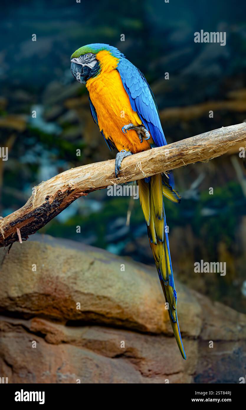 Pappagallo di Macao Blu e giallo , Ara ararauna , noto anche come Macao Blu e Oro. Bali, Indonesia. Foto Stock