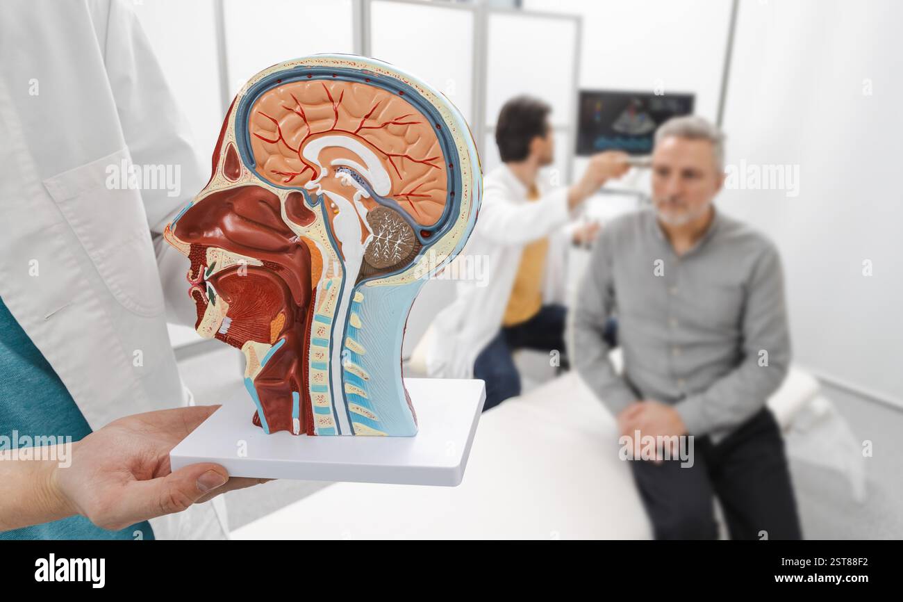 Il sonografo esamina il cervello di un uomo anziano posizionando il trasduttore a ultrasuoni sulla testa del paziente con il modello anatomico del cervello davanti Foto Stock