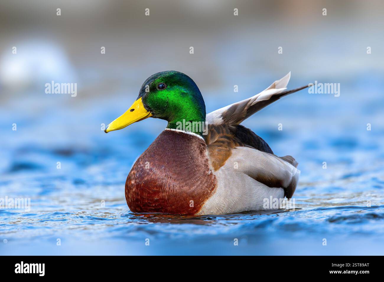 Bella anatra maschile (Anas platyrhynchos) che nuota su un fiume turbolento Foto Stock