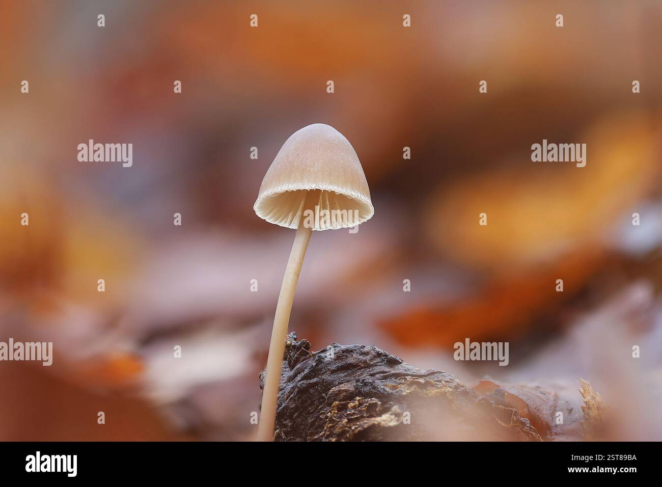 primo piano di un cofano comune che cresce nella foresta autunnale (Mycena galericulata) Foto Stock