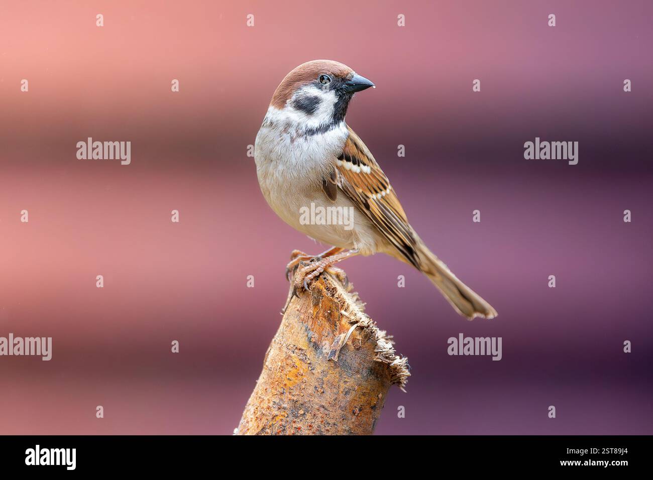 Passero maschile in bella luce; uccello arroccato su un ceppo nel giardino (Passer montanus) Foto Stock