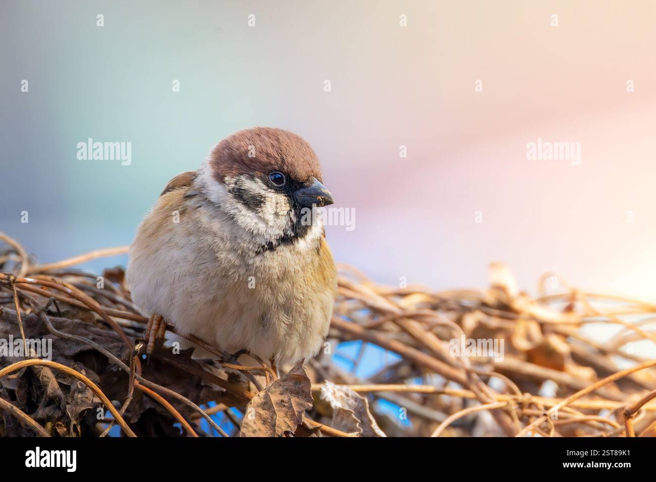 Giovane passero maschio in piedi su un cespuglio (Passer montanus) Foto Stock