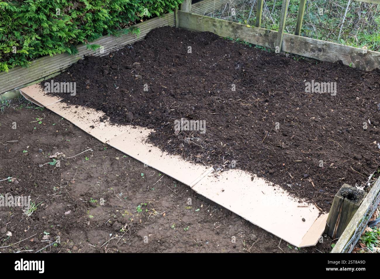 Niente scavi di giardinaggio. Cartone utilizzato per coprire il terreno nel letto vegetale durante l'inverno. Quindi annaffiato e coperto con compost. Foto Stock