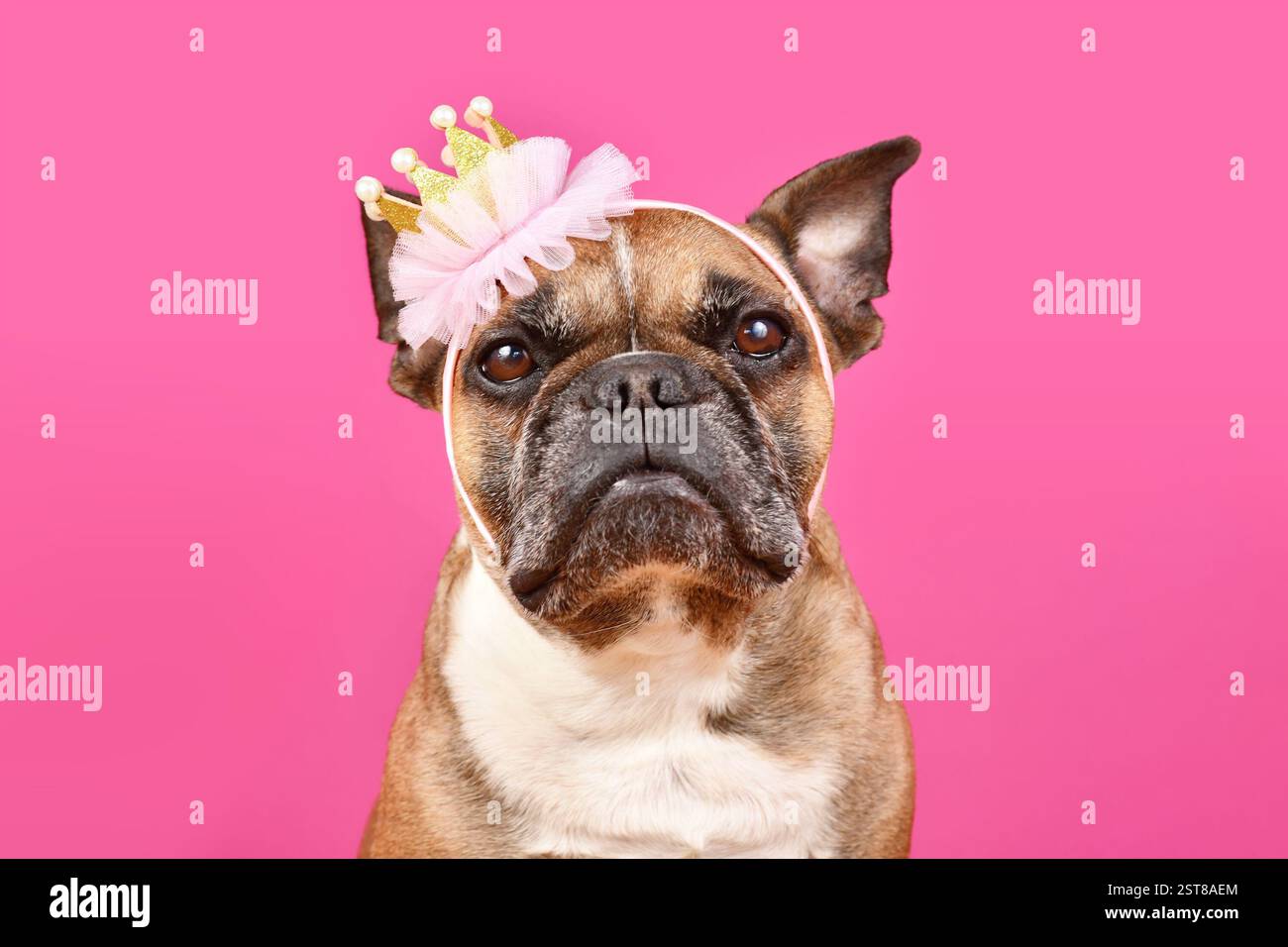 Ritratto del cane Bulldog francese con fascia a corona principessa sulla testa di fronte allo sfondo rosa dello studio Foto Stock