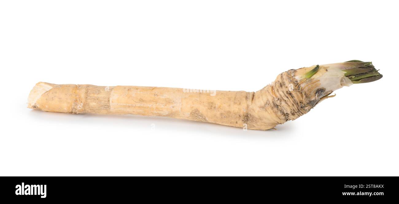 Una radice di rafano fresca isolata su bianco Foto Stock