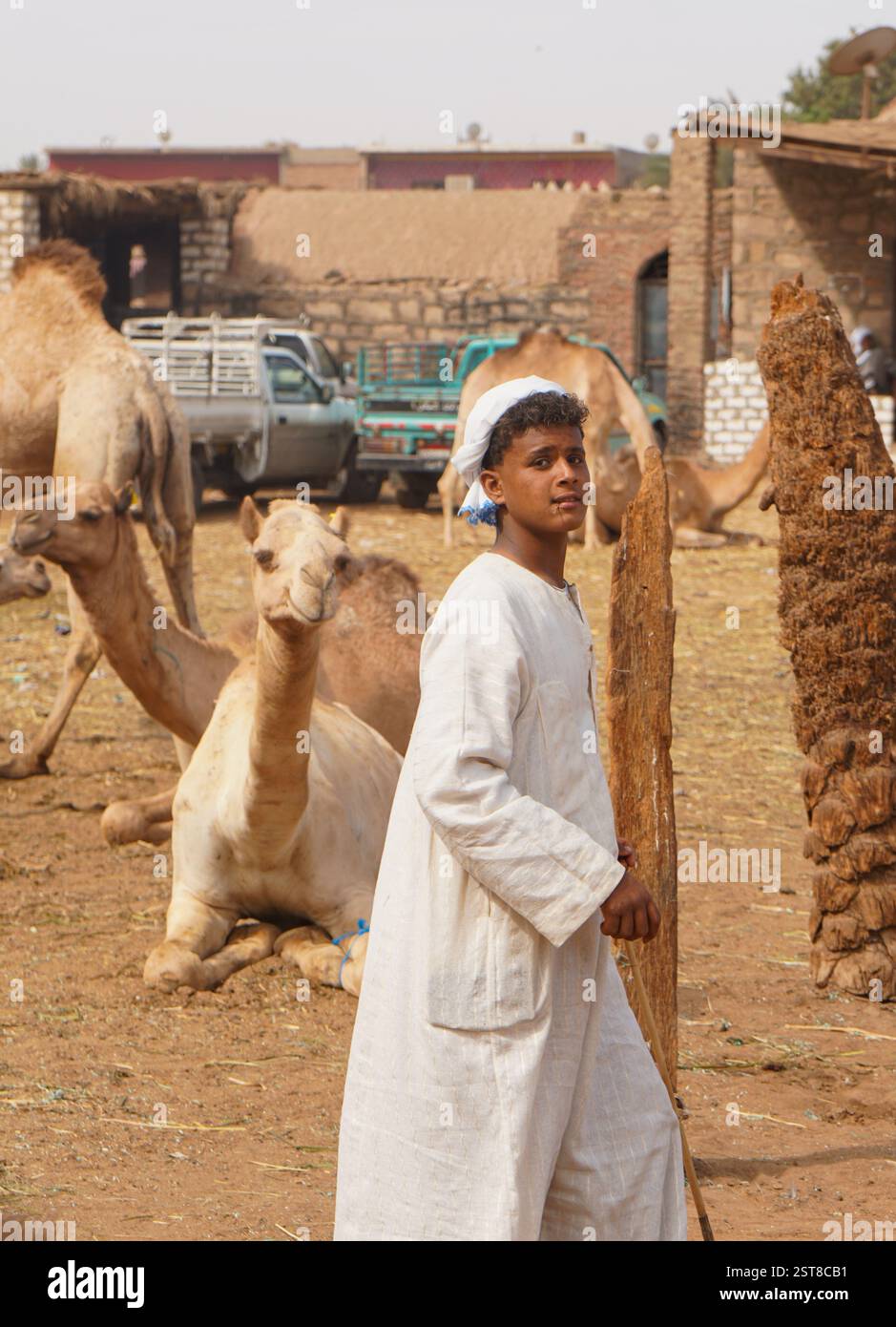 Cammello Trader, Assuan, Daraw. Egitto Foto Stock