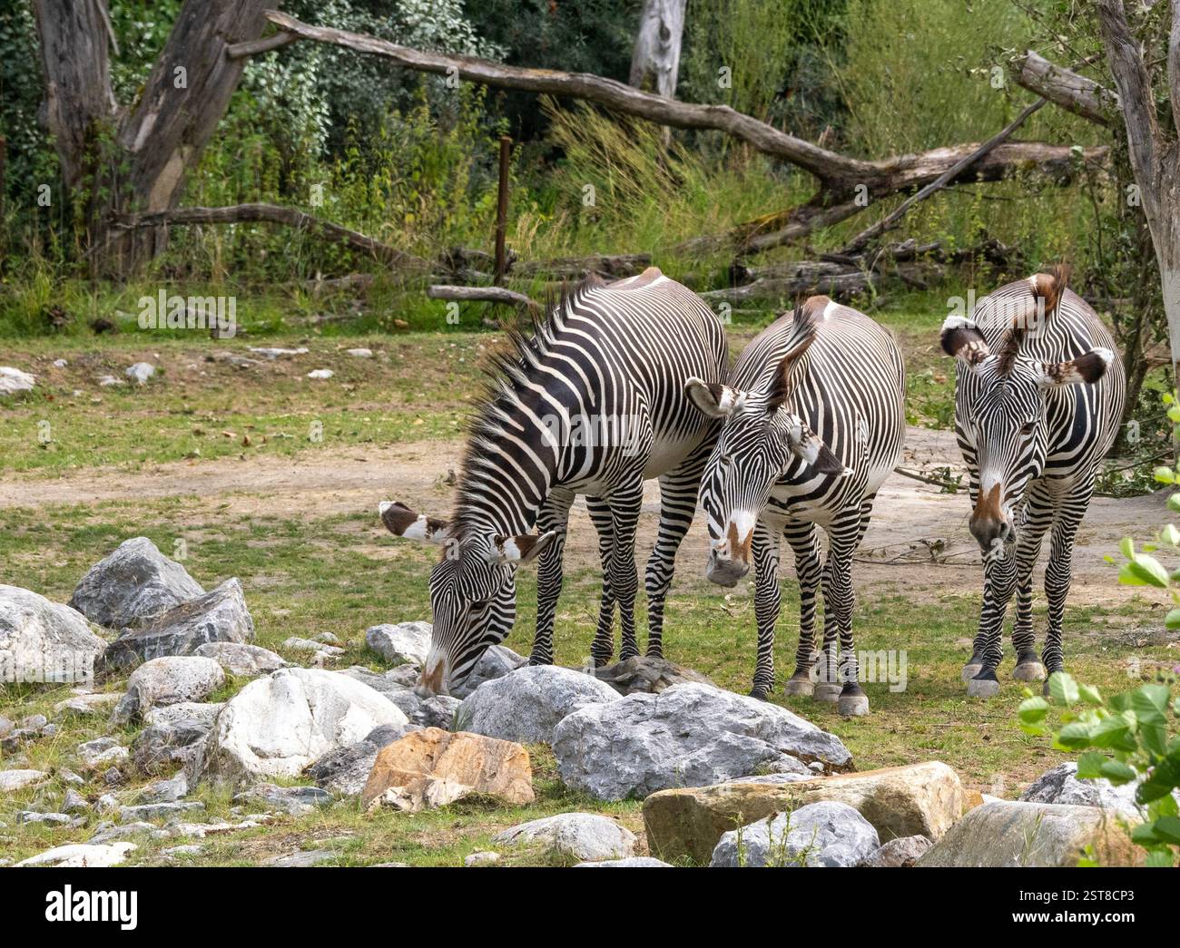 Zebra Brothers Foto Stock