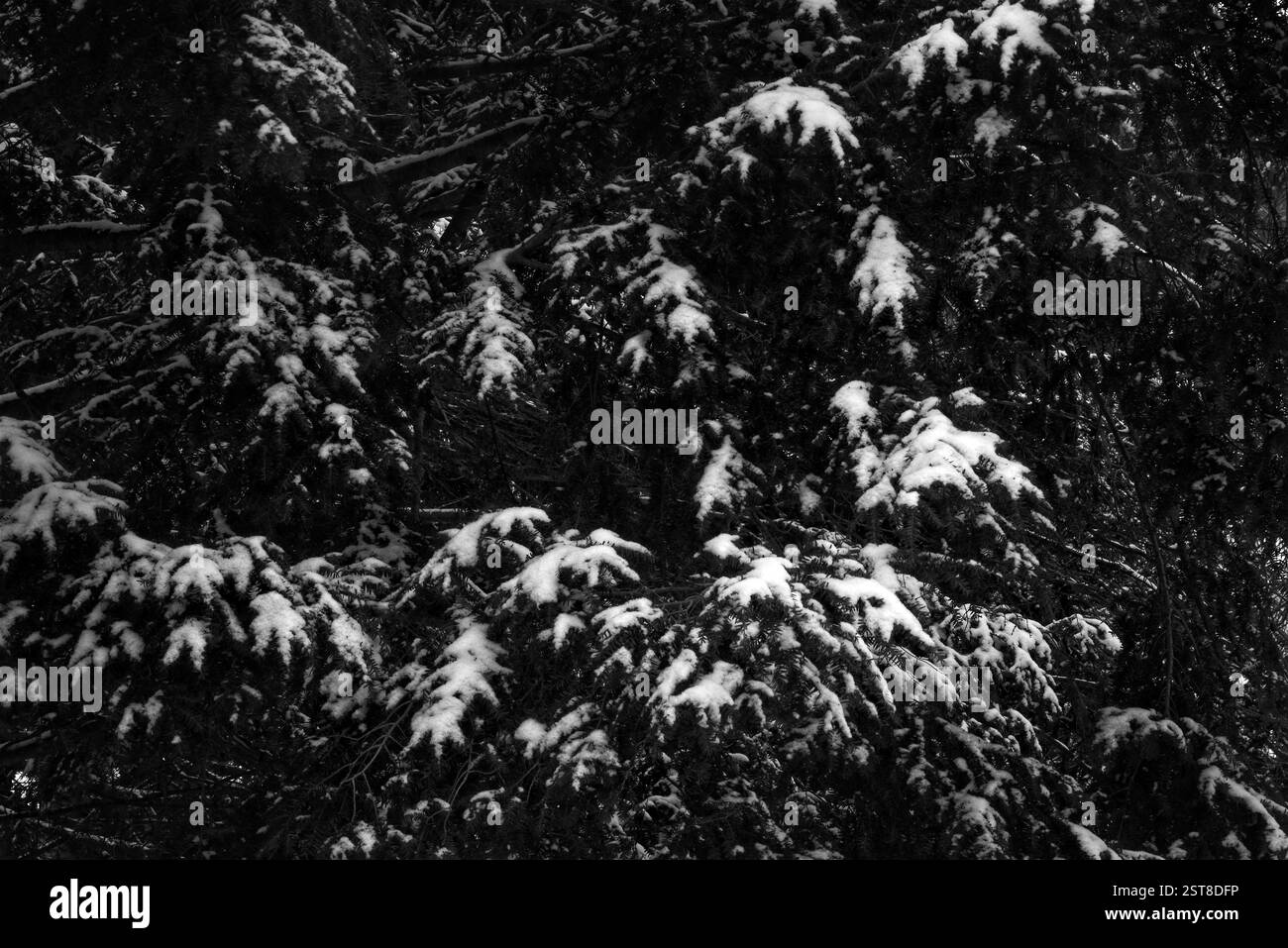 Una spolverata di neve sui rami sempreverdi, monocromatici Foto Stock