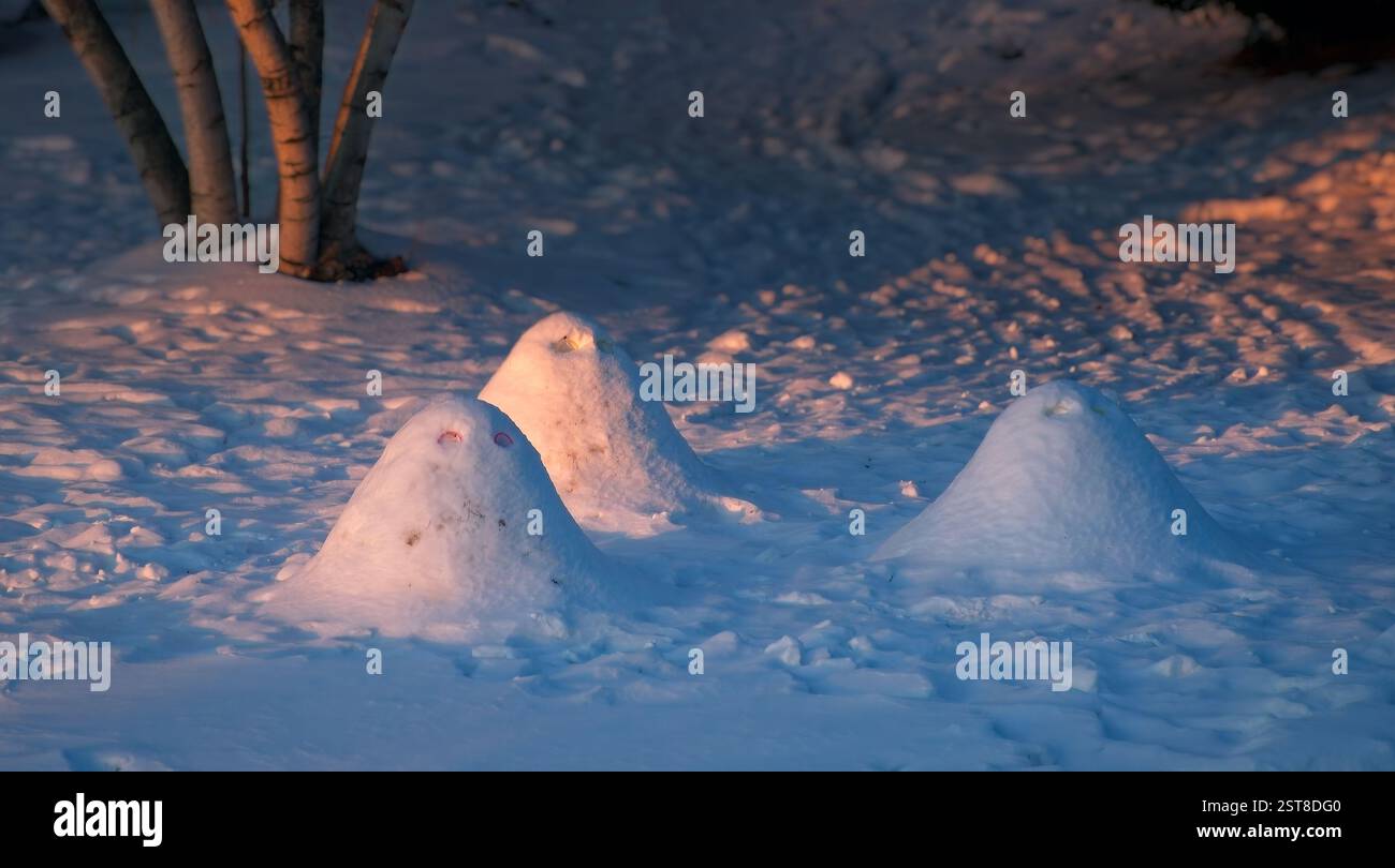Tre creature innevate che assomigliano a lobi o coni catturano l'ultima luce del sole che tramonta in un pomeriggio d'inverno. Foto Stock