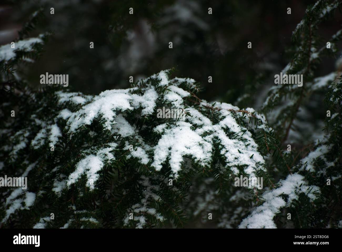 Rami Evergreen ricoperti di neve fresca caduta Foto Stock