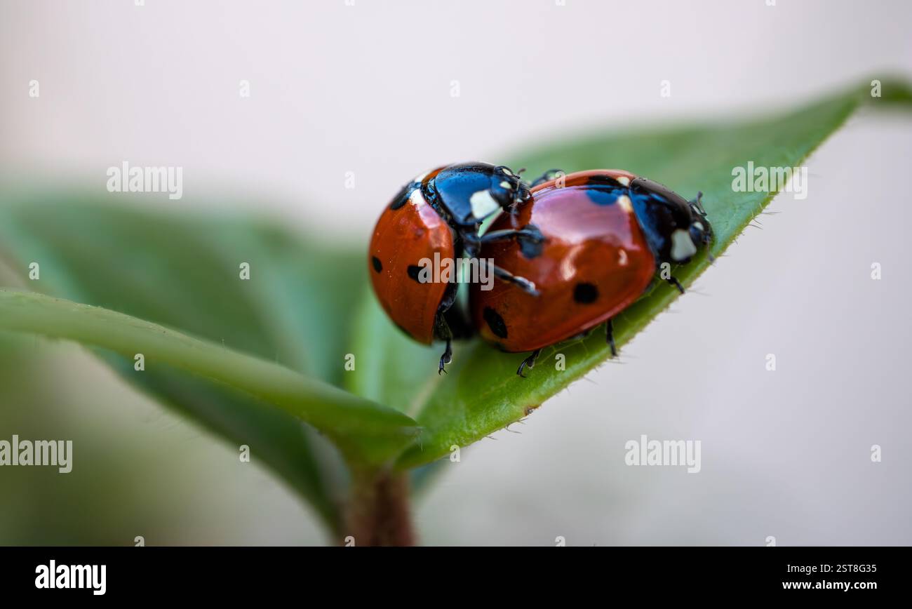 Fotografía macro de dos mariquitas apareándose, coccinella septempunctata, sobre una hoja verde. Foto Stock