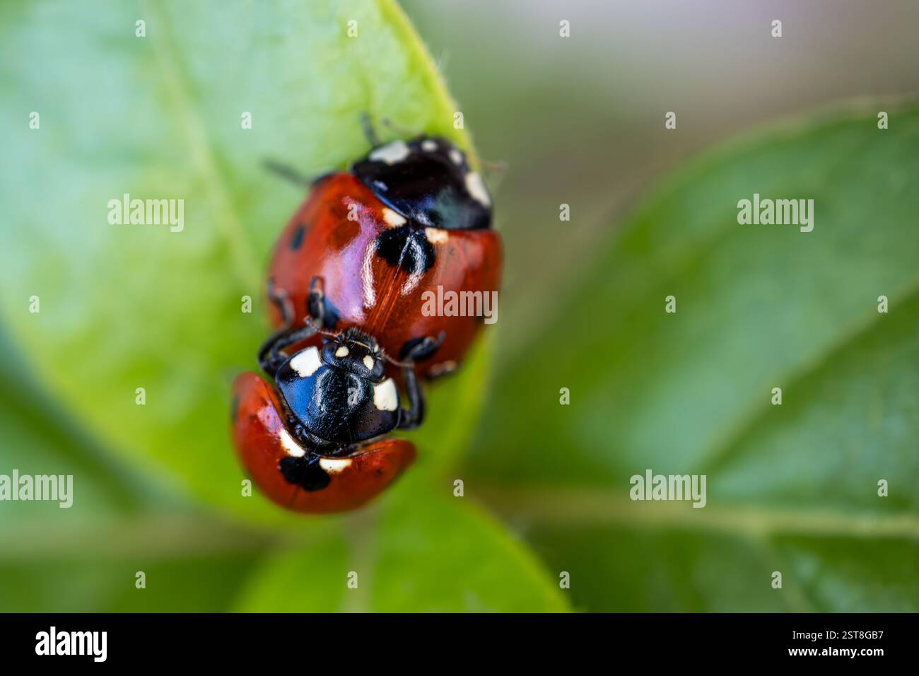Fotografía macro de dos mariquitas apareándose, coccinella septempunctata, sobre una hoja verde. Foto Stock