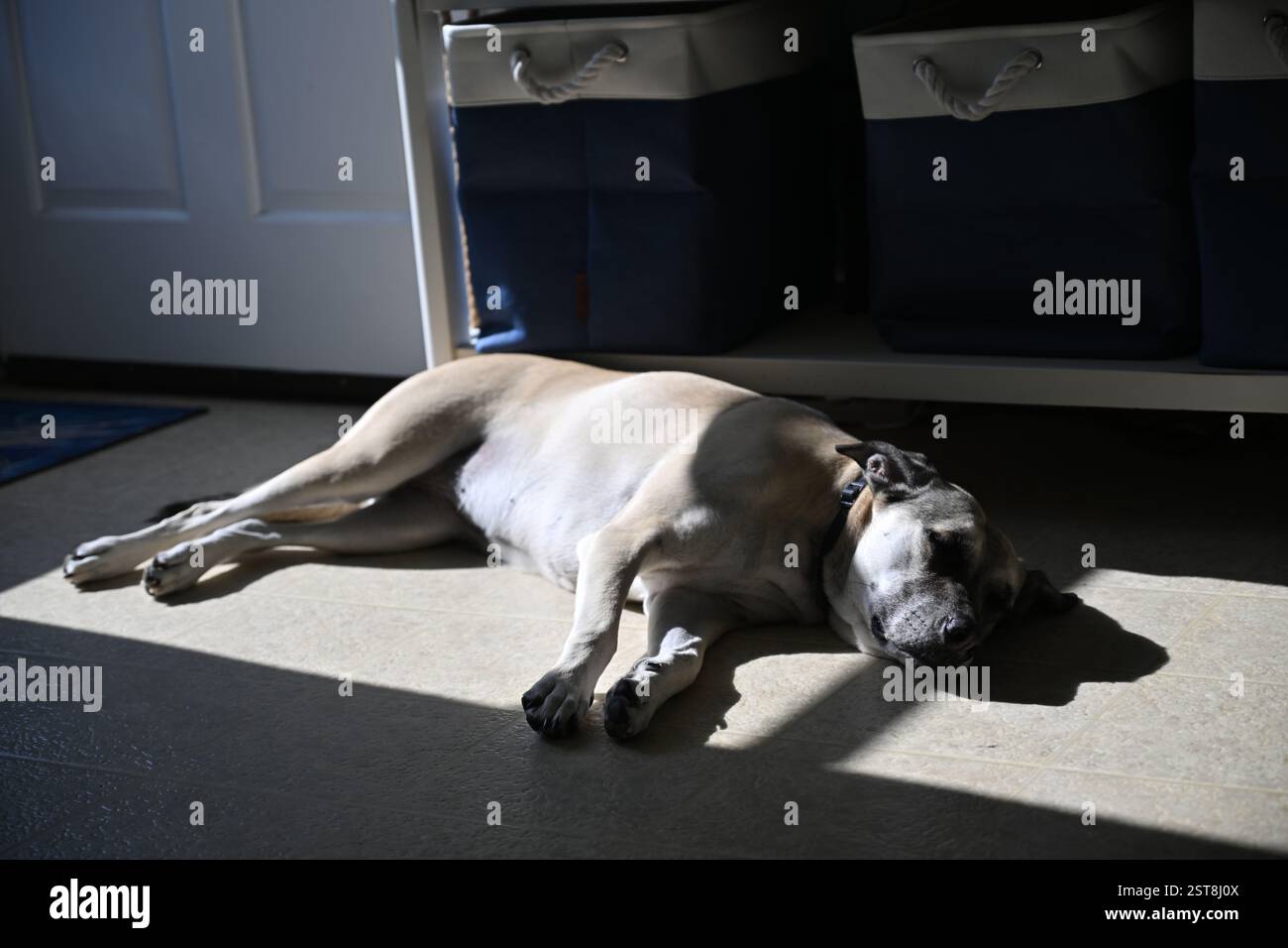 Un cane stanco pisolava in una zona di luce solare in una casa sulla spiaggia a salvo, North Carolina. Foto Stock