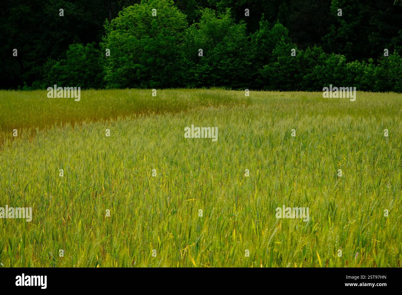 Campo di erba in fiore spessa con messa a fuoco limitata Foto Stock