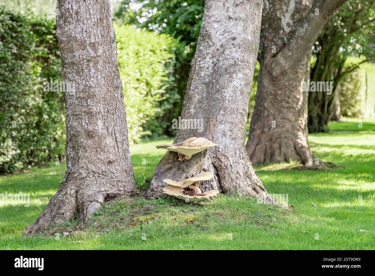 paesaggio estivo costituito dalla base di grandi alberi, uno con maturità fungina Foto Stock