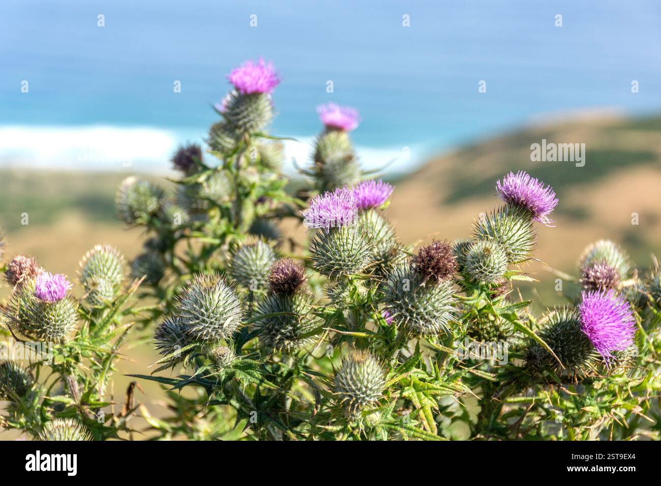 Cardo di latte (Silybum marianum) sul ciglio della strada, penisola di Otago (Muaūpoko), Dunedin (Ōtepoti), regione di Otago, Isola del Sud, nuova Zelanda Foto Stock