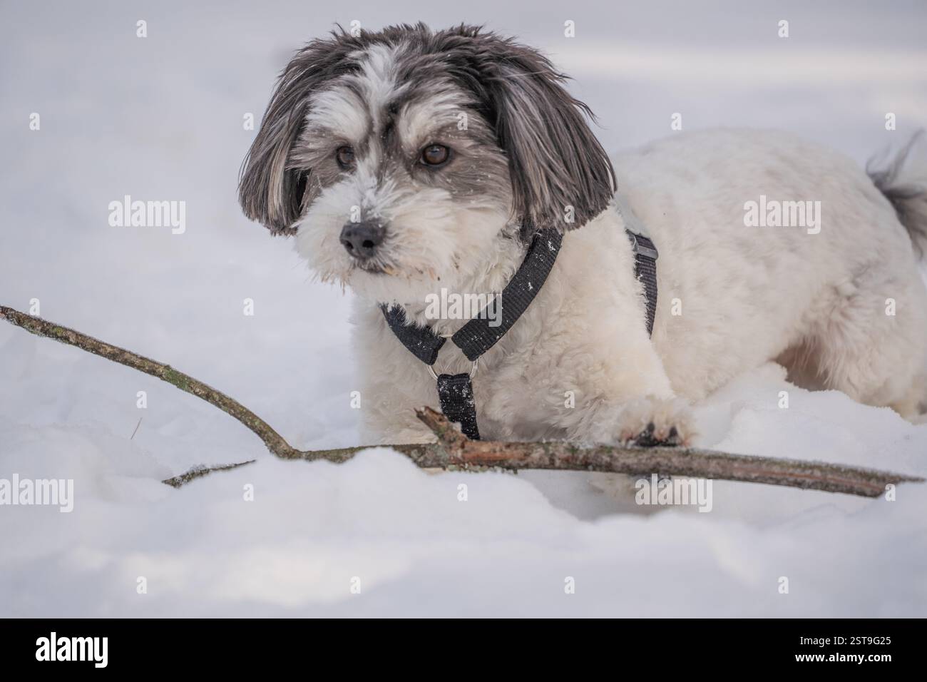 Un simpatico cane Havanese bianco e nero gioca con il bastone nella neve. Foto Stock